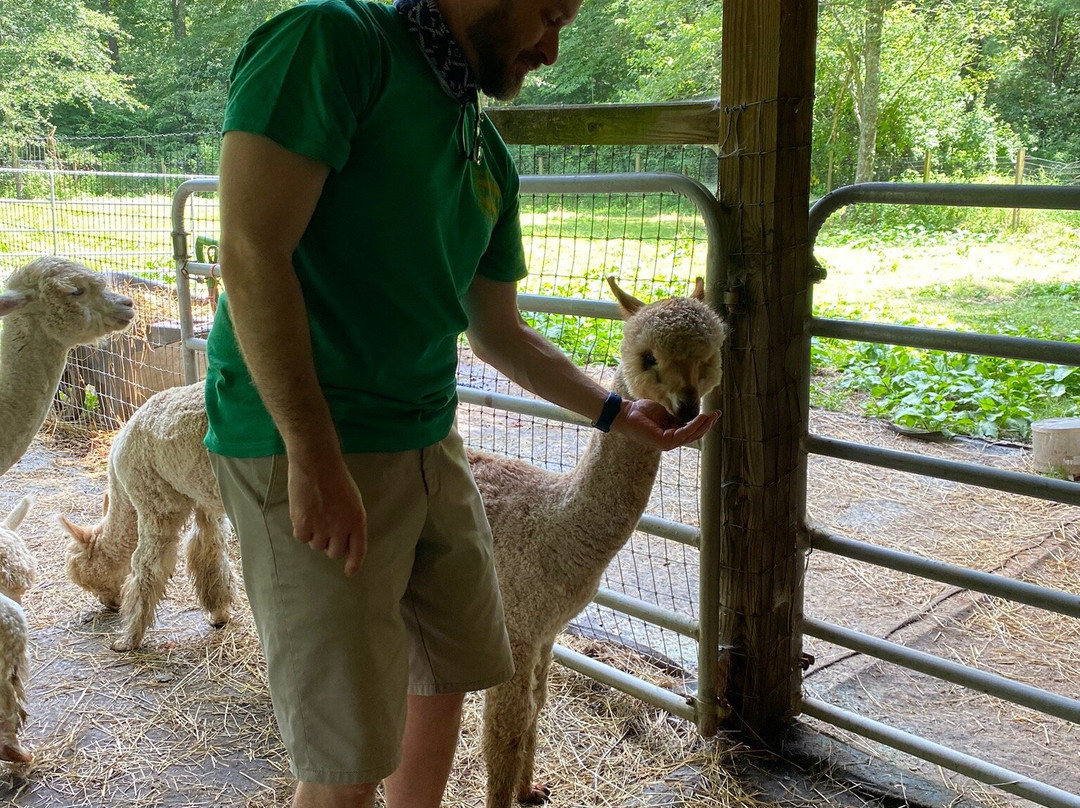 Lasso the Moon Alpaca Farm景点图片