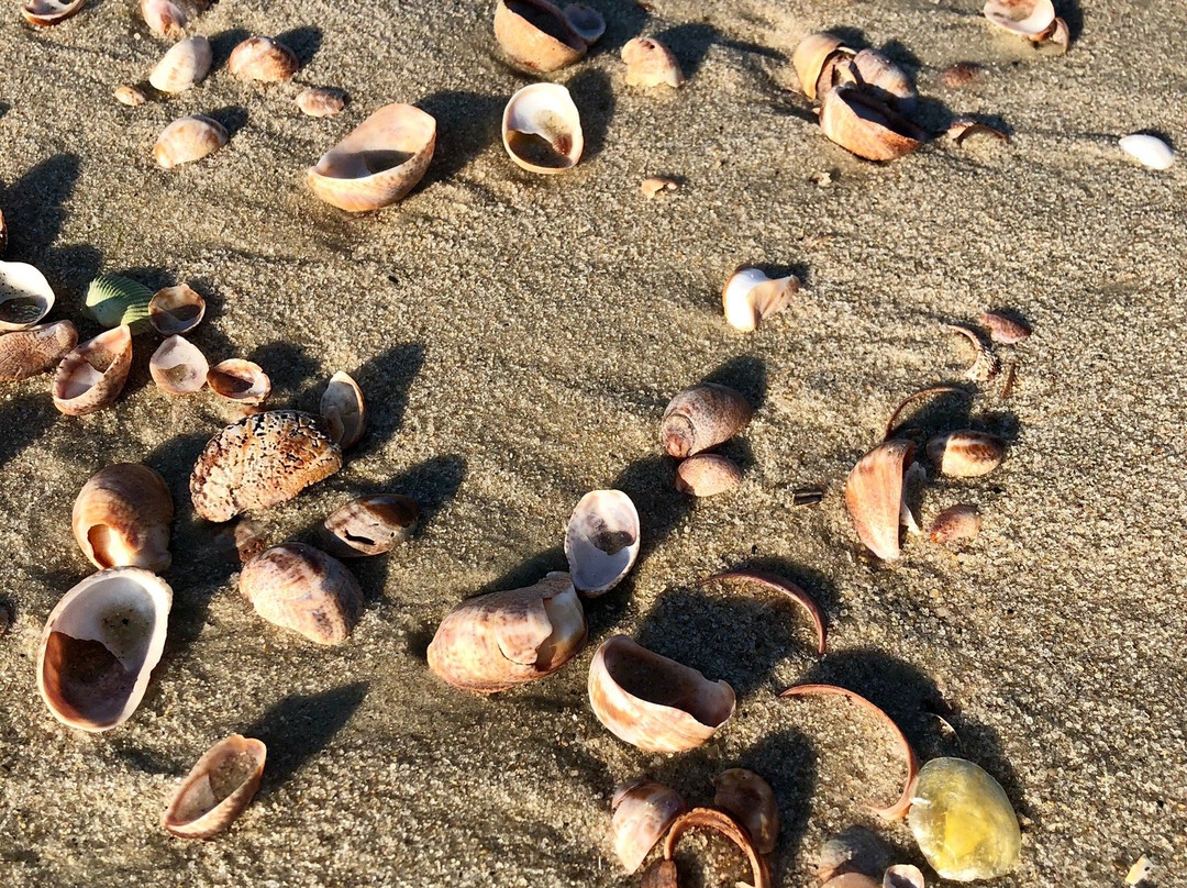 Surfcomber on the Ocean主图