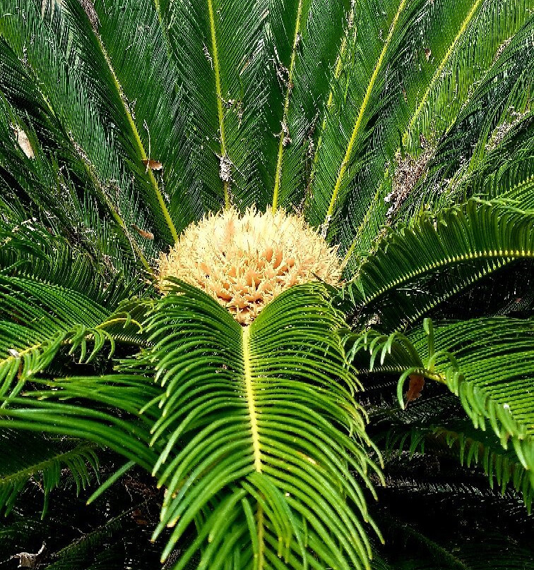 Jardin des plantes des Capellans景点图片