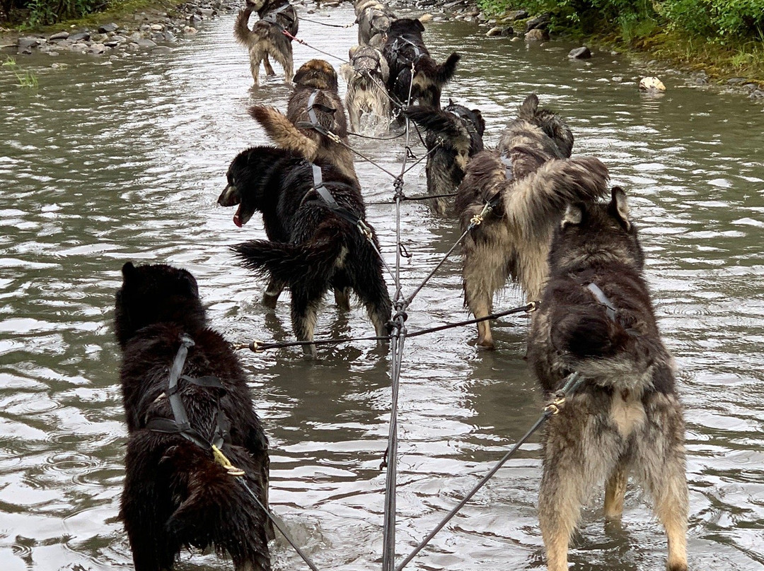 Wildthingz Dog Mushing (Summer)-坎特维尔必去景点