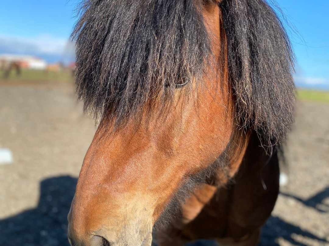 Hella Horse Rental-海拉必去景点