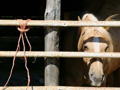 Veio Quarter Horses-罗马必去景点