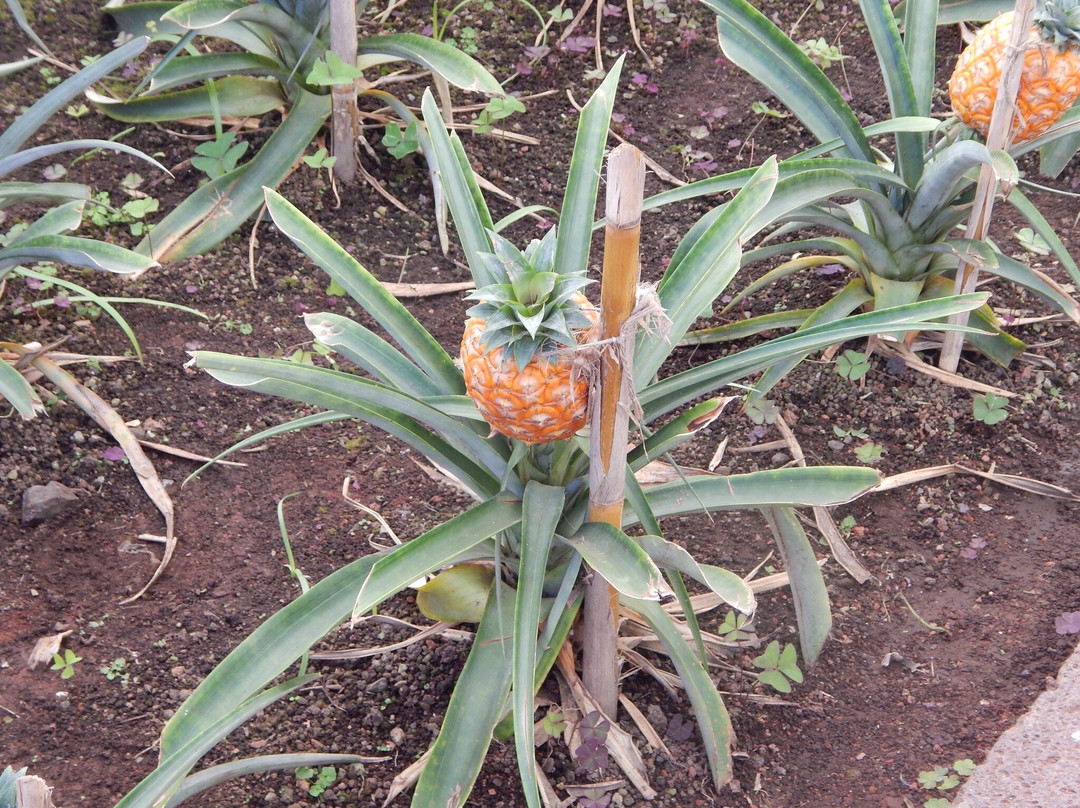 Arruda Pineapple Plantation景点图片