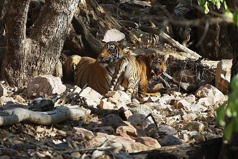 Visit2ranthambhore-瑟瓦伊马托布尔必去景点