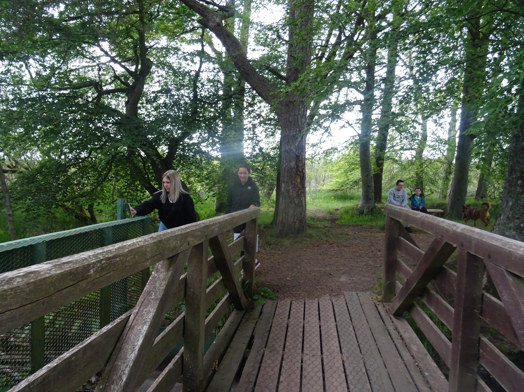 Loch of Kinnordy景点图片