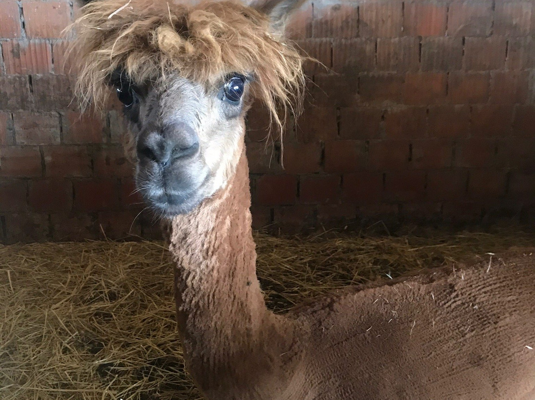 La Valle degli Alpaca Farm景点图片