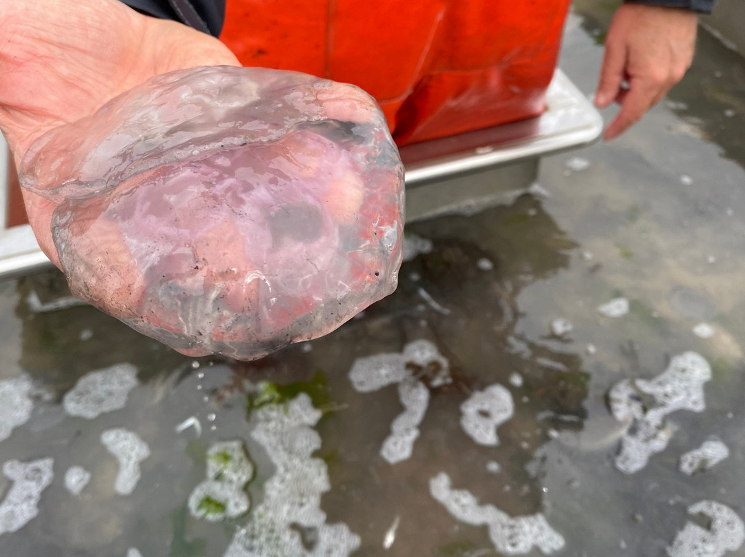 Expeditie Waddenzee景点图片