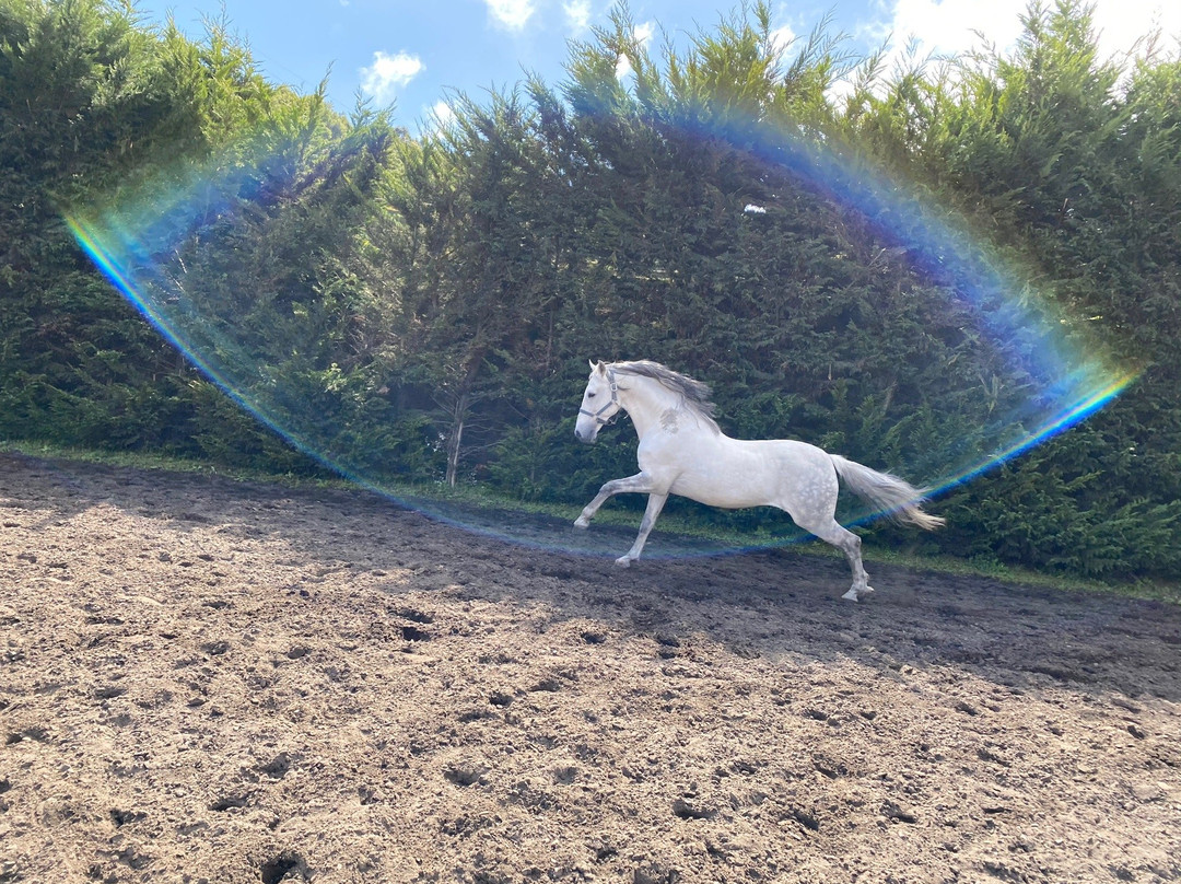 CEM - Clube Equestre da Madeira-Santa Cruz必去景点