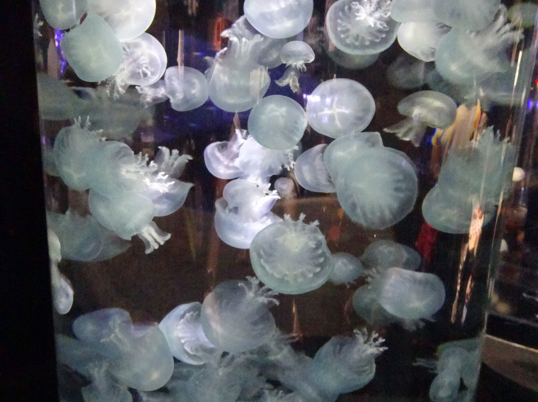 Tsuruoka City Kamo Aquarium景点图片