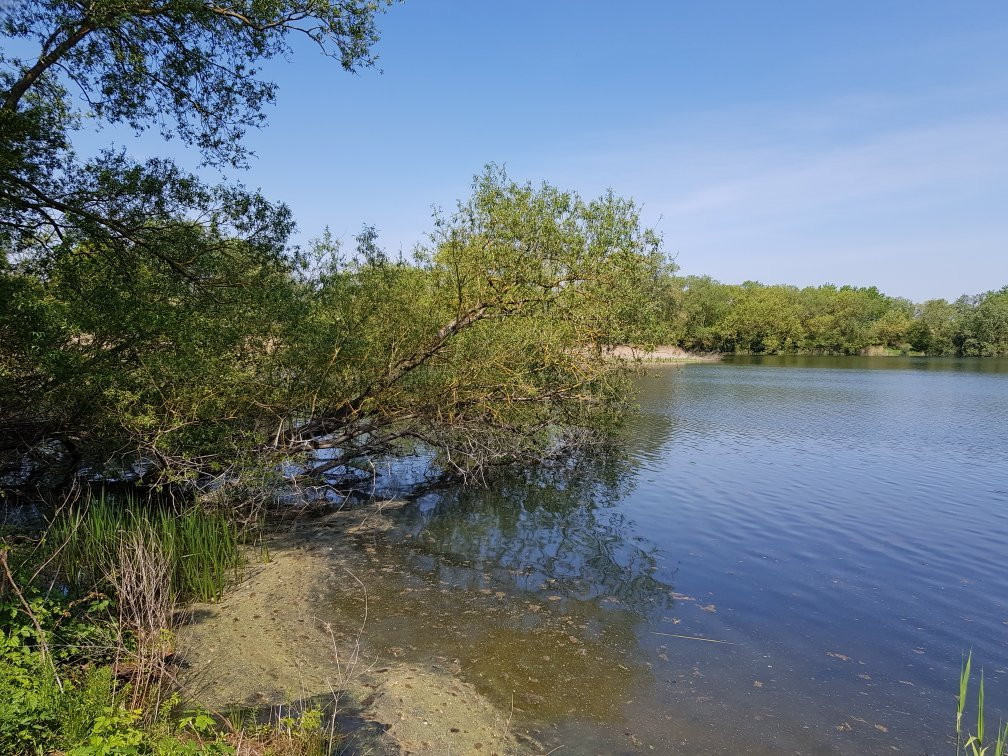 RSPB Fen Drayton Lakes景点图片