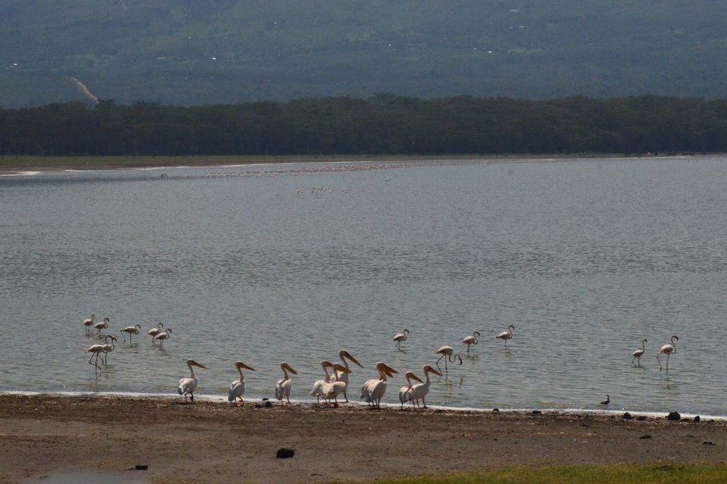 FoxTrail Expeditions-纳库鲁必去景点