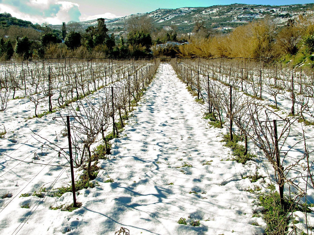 Digenakis Winery景点图片
