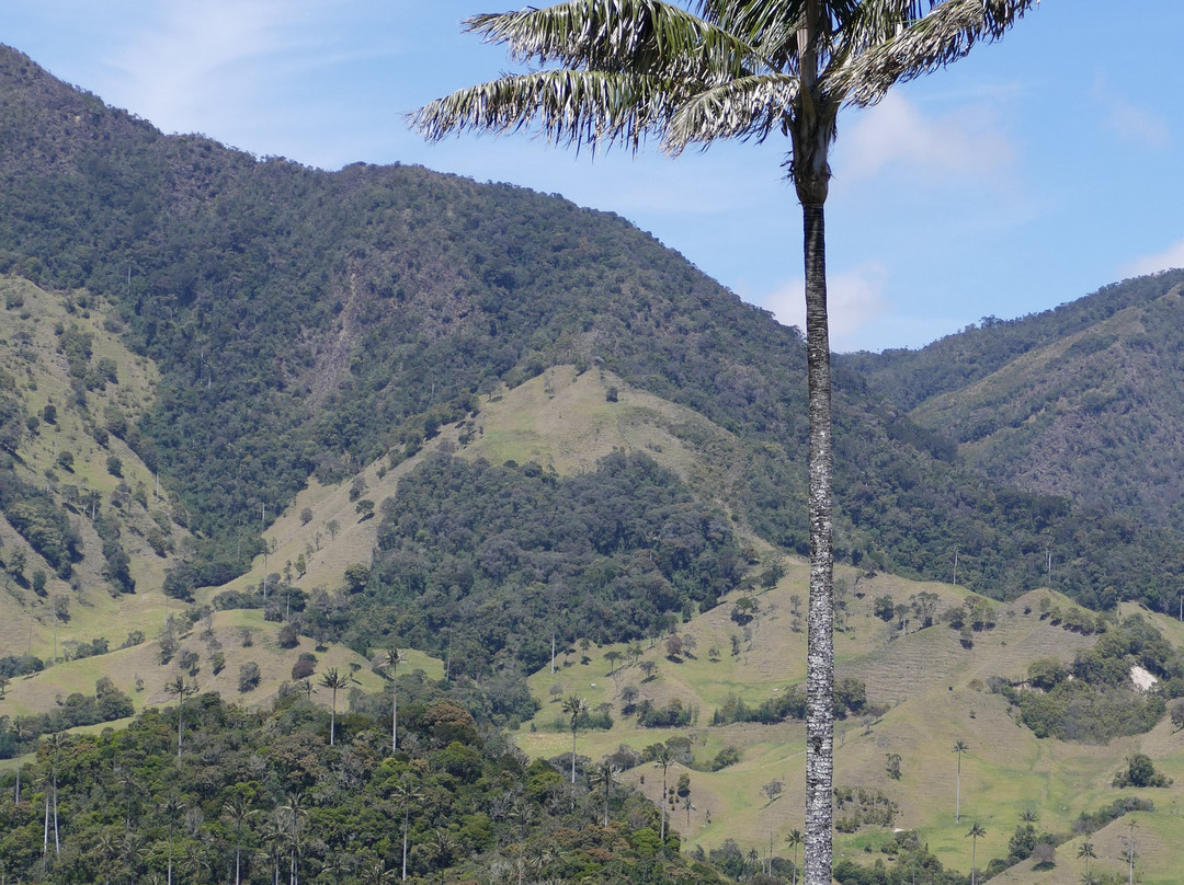 Bosque De Palma De Cera La Samaria-Salamina必去景点
