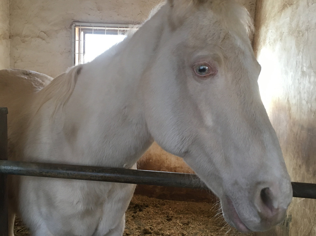 Hope Lodge Ranch Horseback Riding-茅野市必去景点