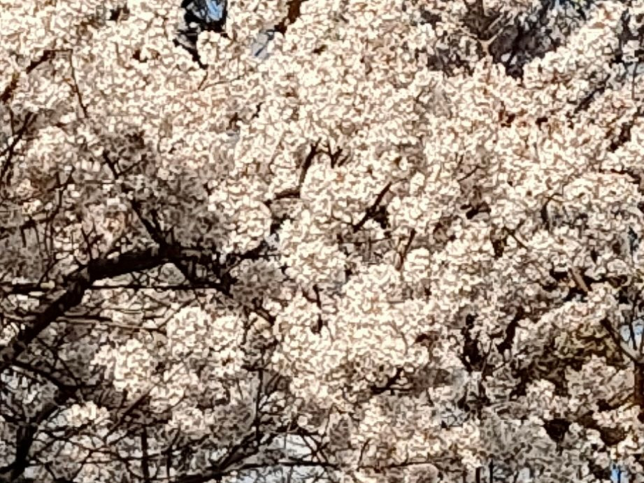 Yamataka Jindai Cherry Blossom景点图片