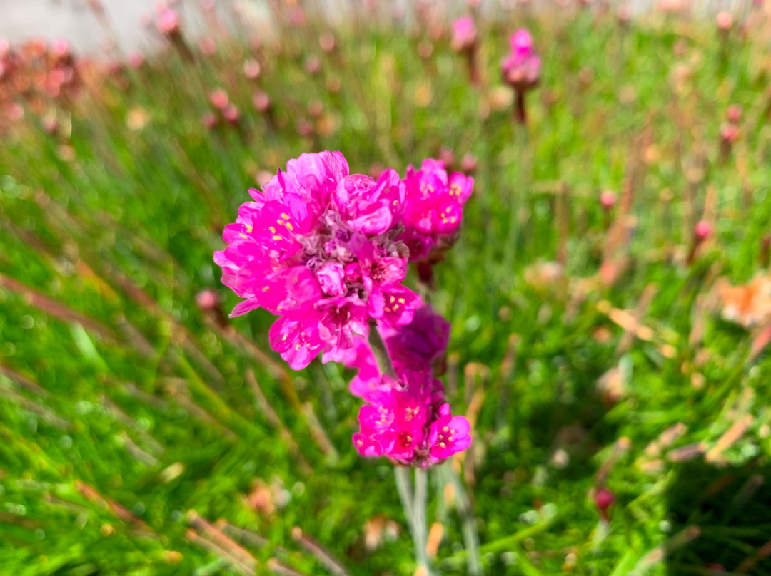 Victory Green-Stanley必去景点
