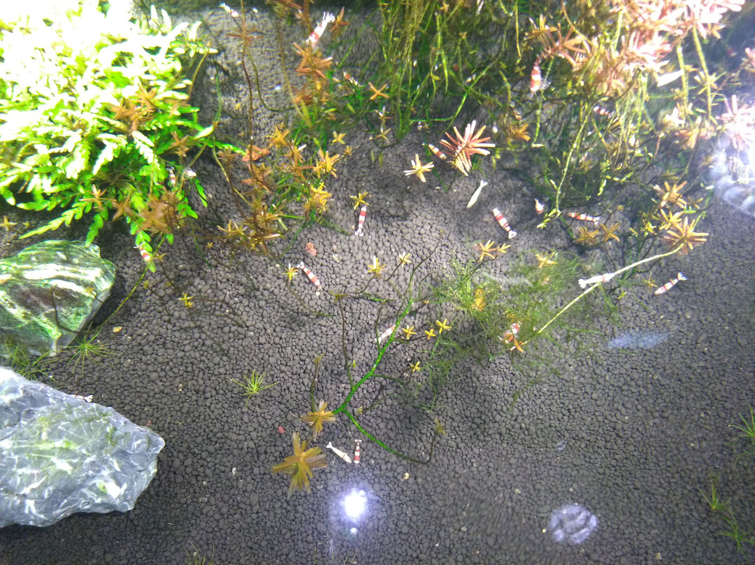 Susami Crustacean Aquarium景点图片