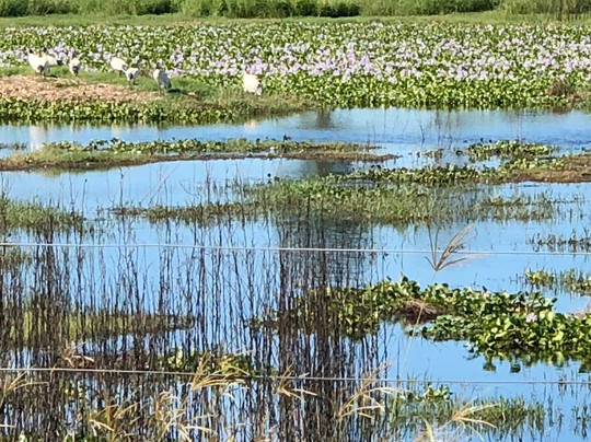Oxley Creek Common-布里斯班必去景点