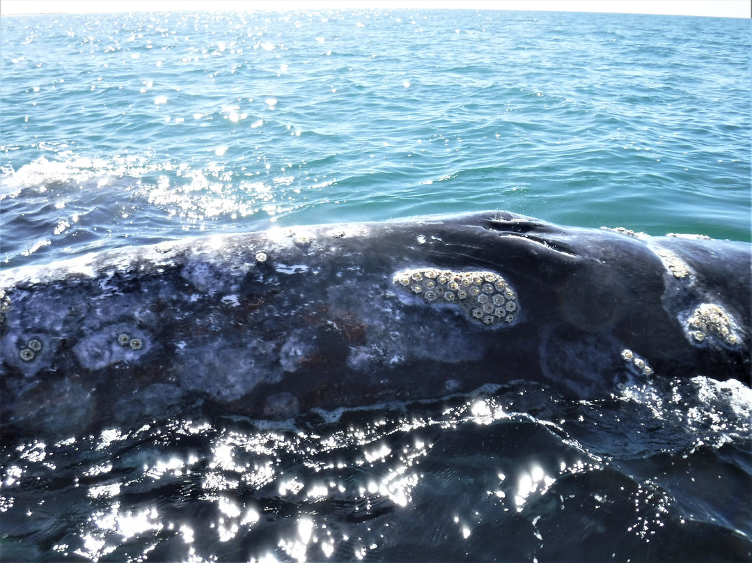 San Ignacio Lagoon-下加利福尼亚州必去景点