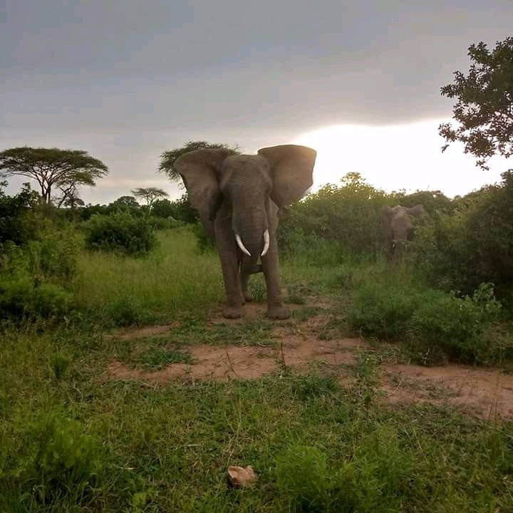 null-鲁阿哈国家公园