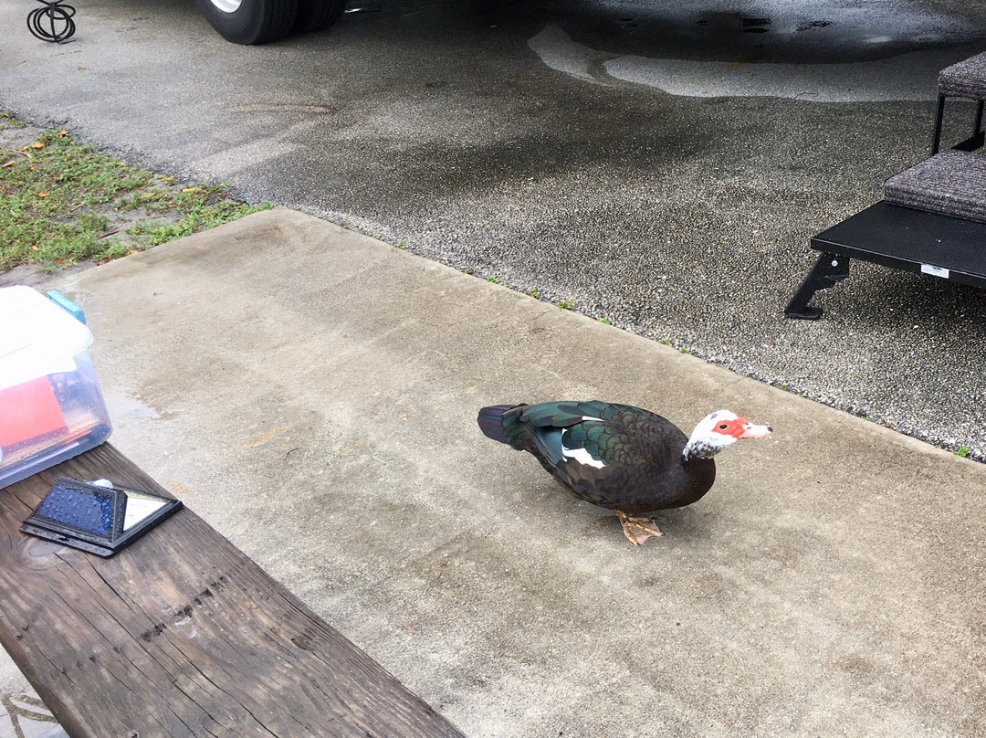 Topeekeegee Yugnee Park-好莱坞必去景点