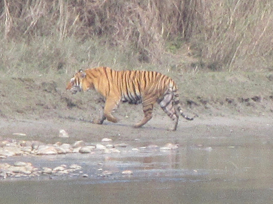 Rhino Lodge Bardia主图