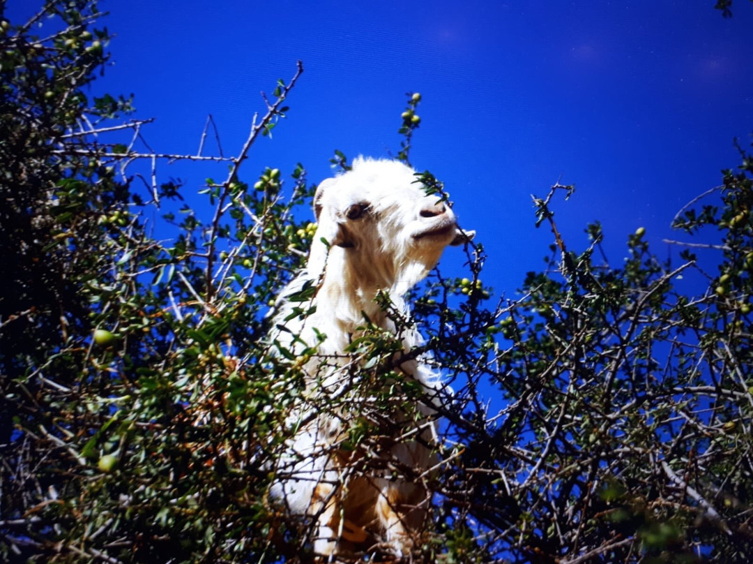 Frauen reisen nach Marokko-萨尔布吕肯必去景点