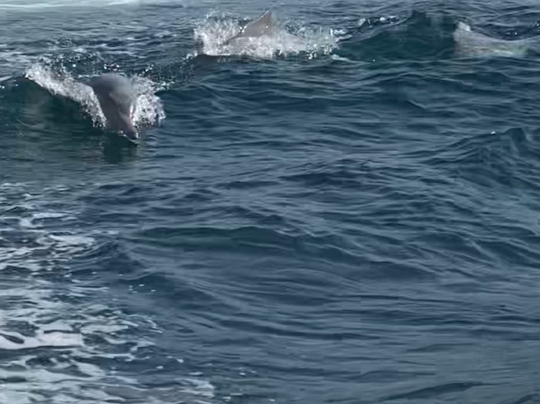 Freestyle Divers Khasab-海塞卜必去景点