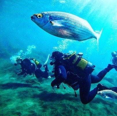 Canary Diving Adventures-莫干山必去景点