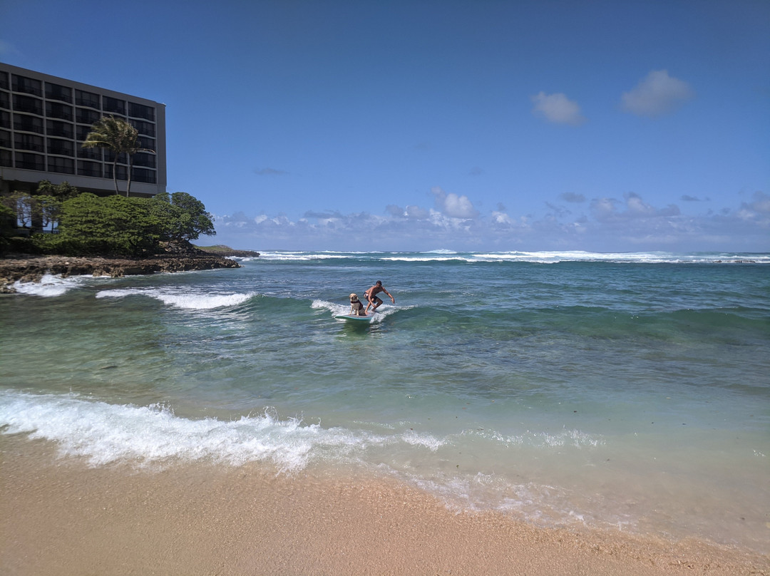 Hawaii Surf Dogs-卡胡库必去景点