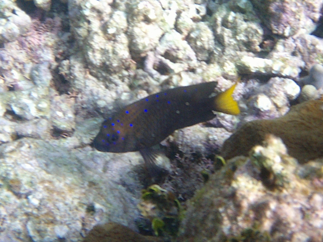 no longer available..................-Jolly Harbour必去景点