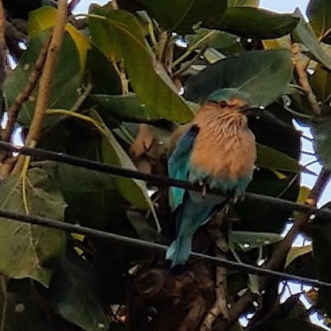 Foy Sagar Lake-阿杰梅尔必去景点
