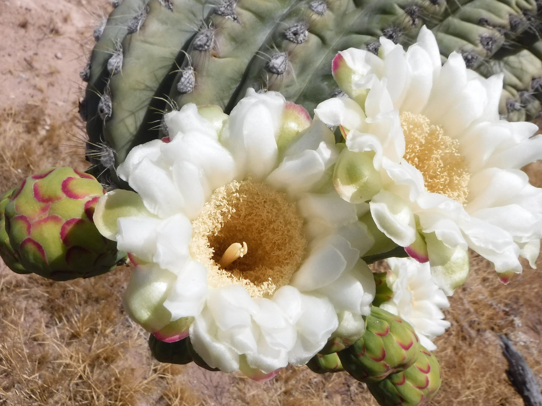 Phoenix Wilderness Adventures-Young必去景点