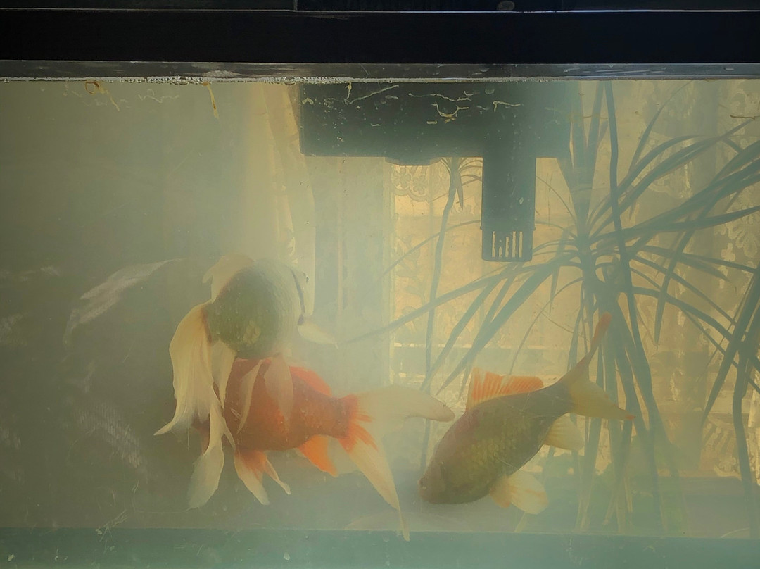 Oft's Bed & Breakfast主图