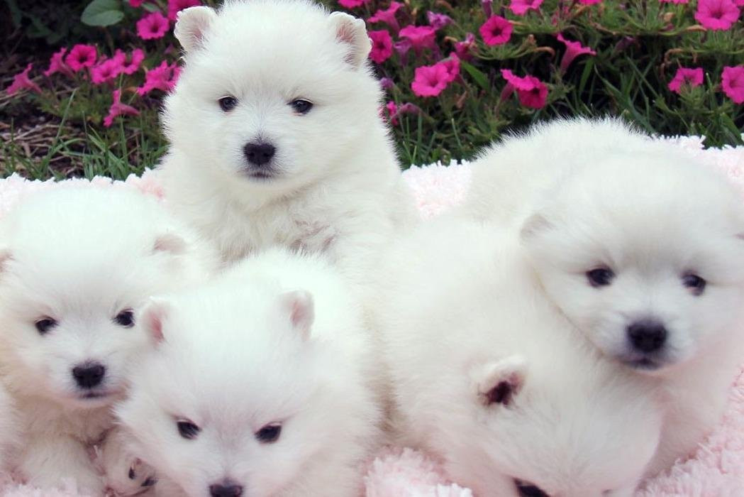 Wasatch Eskimo Puppies景点图片