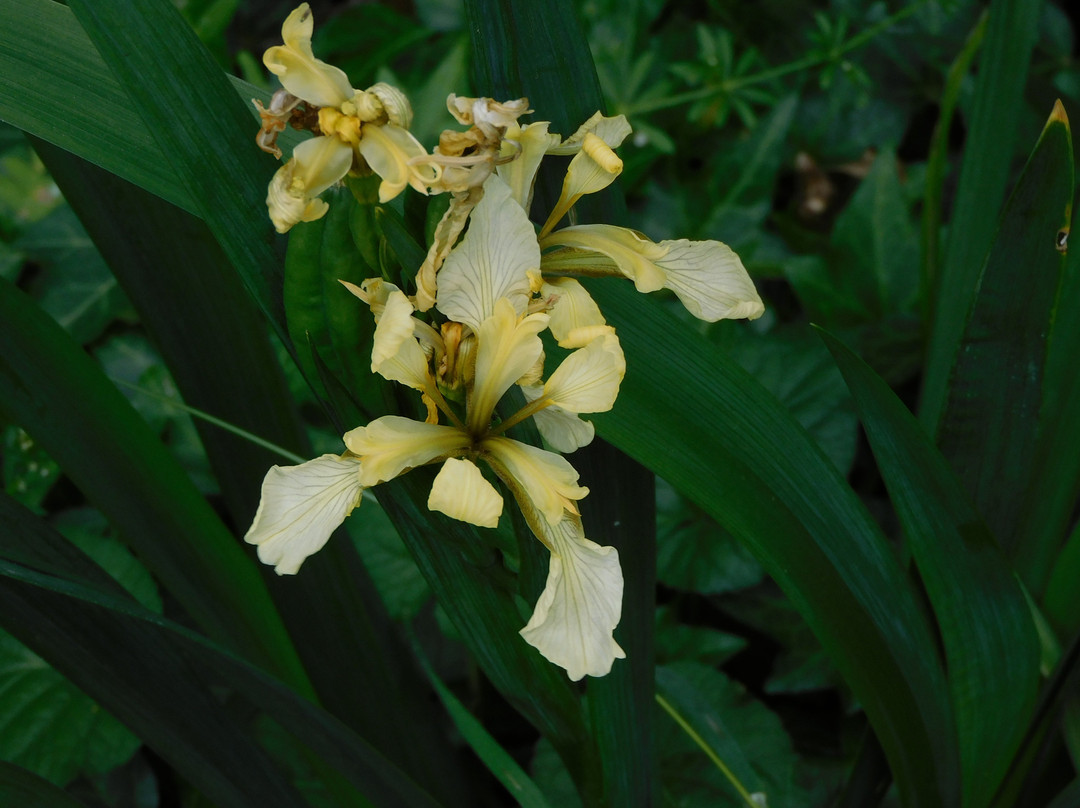 Kyneton Botanical Gardens-凯尼顿必去景点