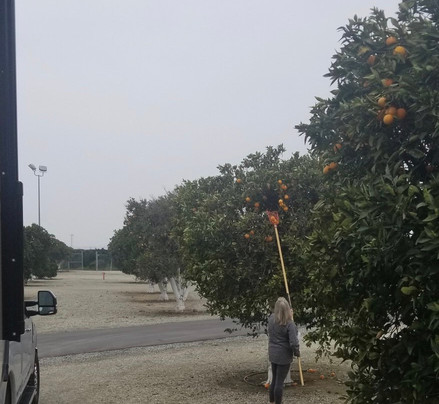 Orange Grove RV Park主图
