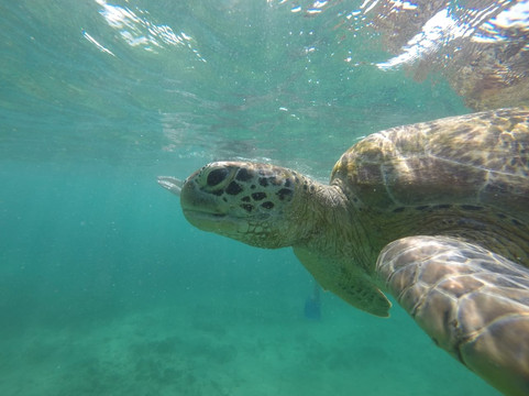 Mirissa Snorkeling Tours-美蕊沙必去景点