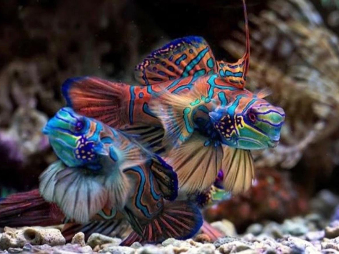 Dive’O-普吉岛必去景点