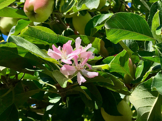 Cherokee Lodge主图