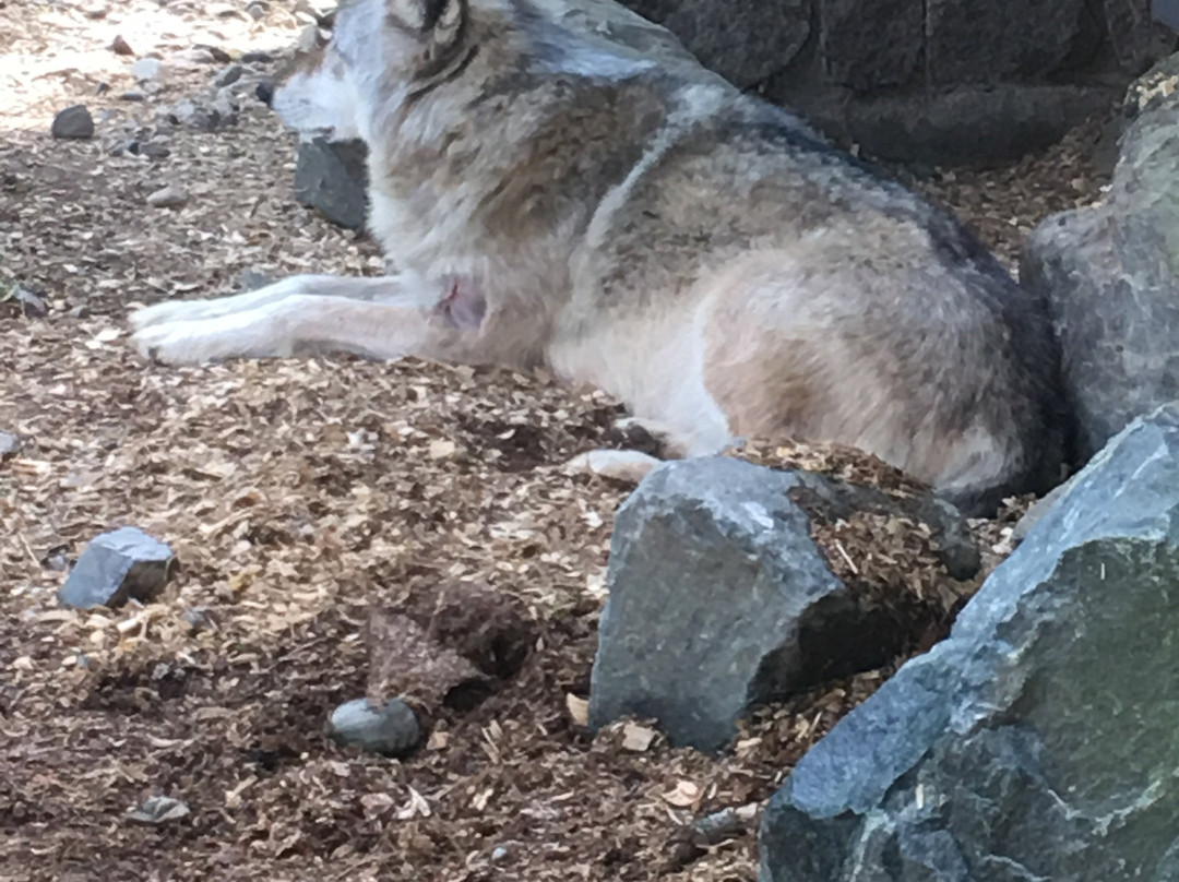 International Wolf Center-伊利必去景点