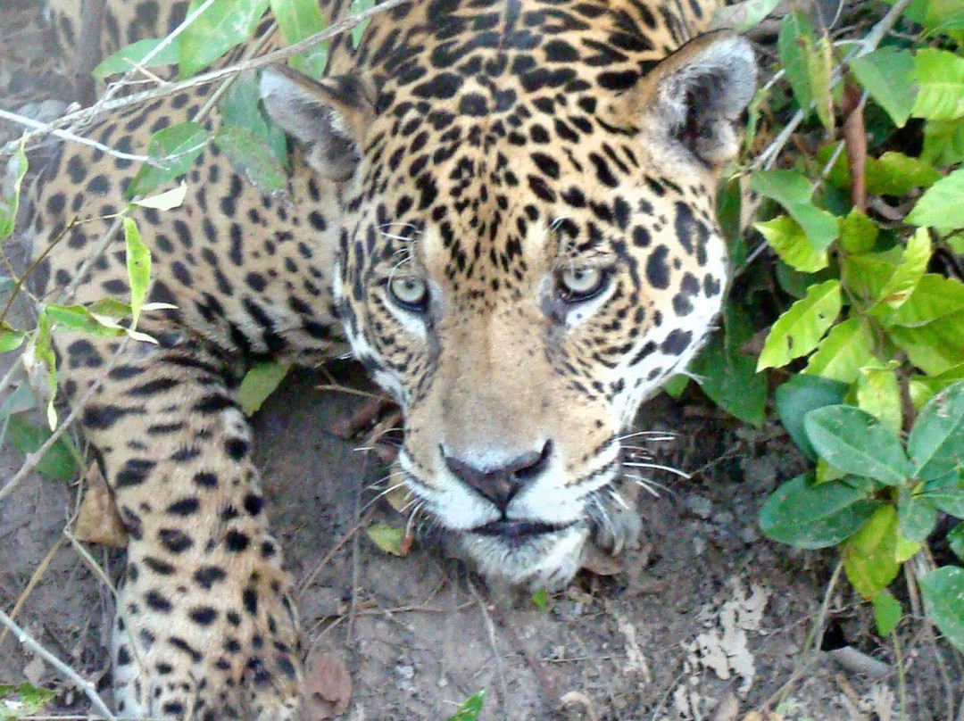 Parque Nacional do Pantanal Matogrossense景点图片