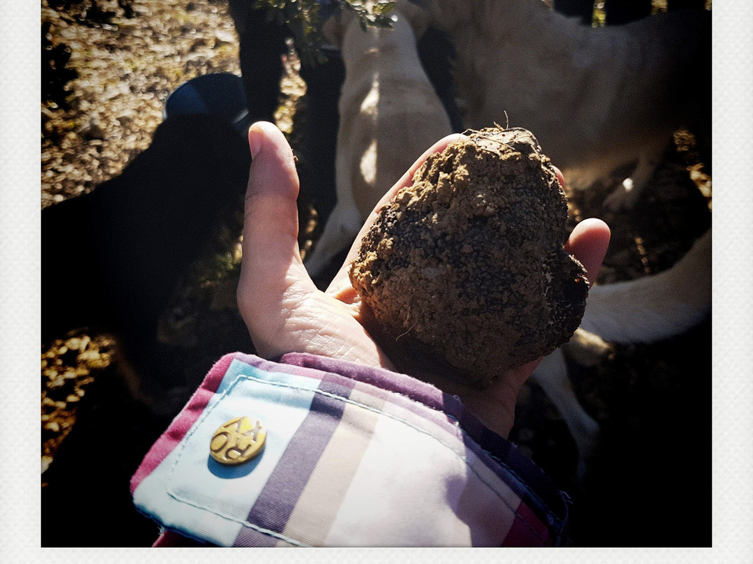 Truffle Museum-Metauten必去景点