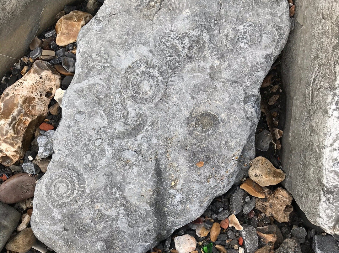 Lyme Regis fossil walks-Charmouth必去景点