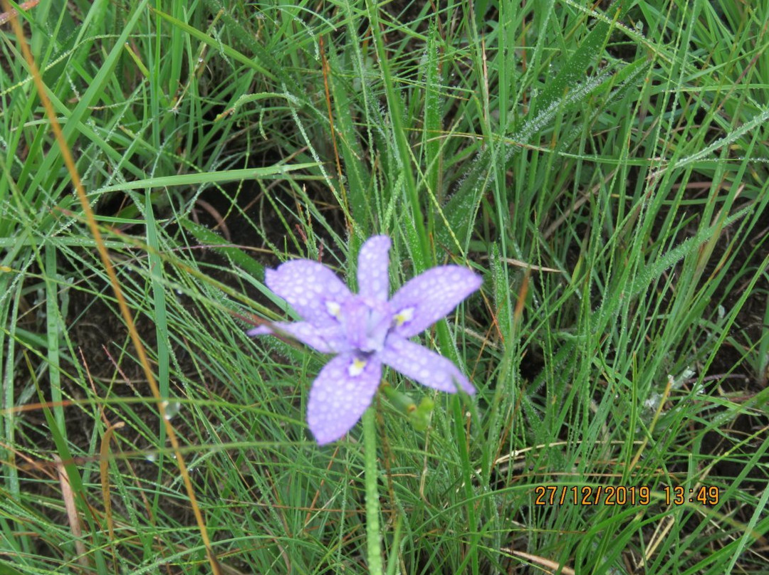 Cobham Nature Reserve-Himeville必去景点