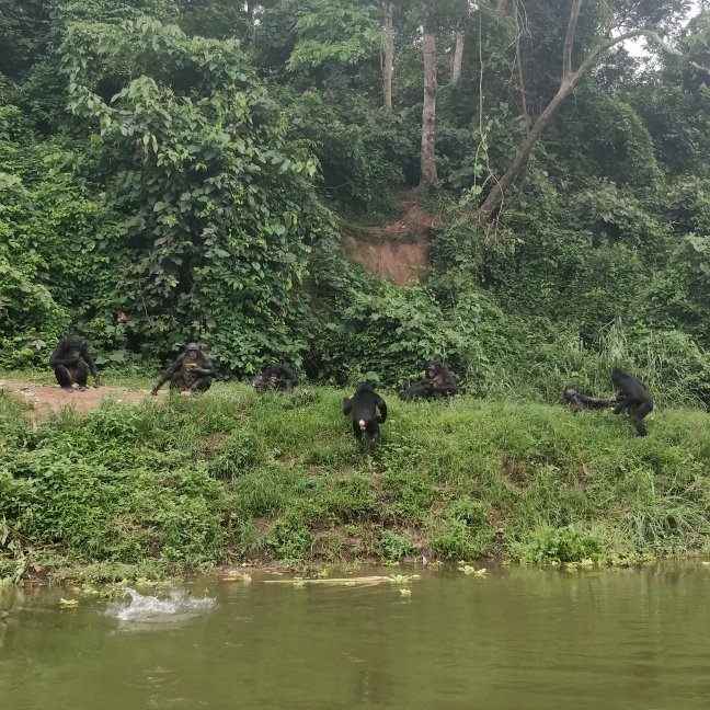 Lola ya Bonobo Sanctuary景点图片