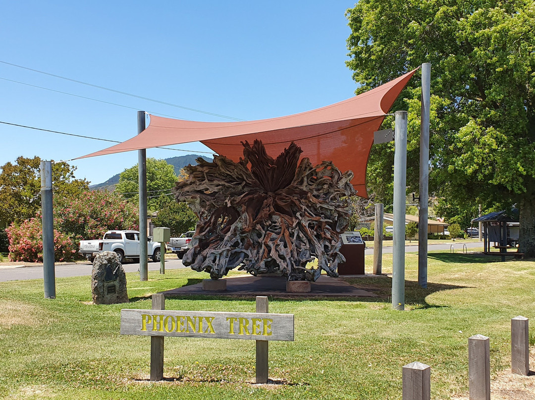 The Phoenix Tree-Myrtleford必去景点
