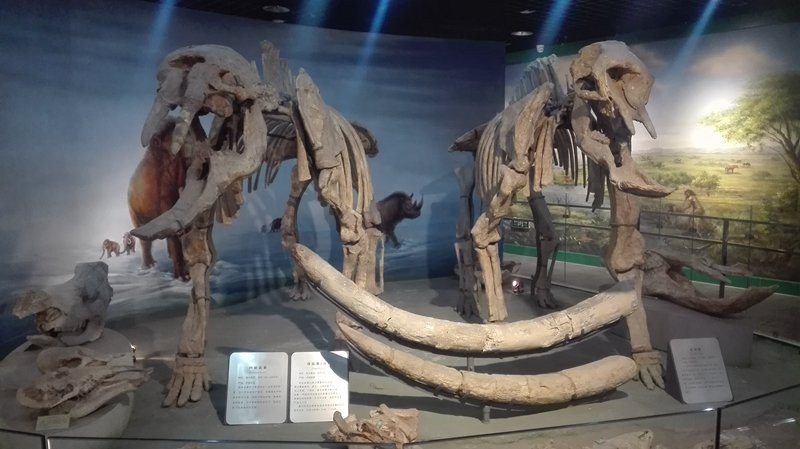 河南地质博物馆-郑州市必去景点