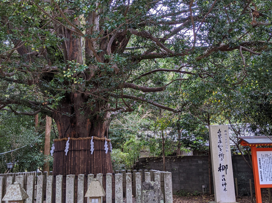 Kumano Hayatama Taisha Oshimboku Nagi景点图片