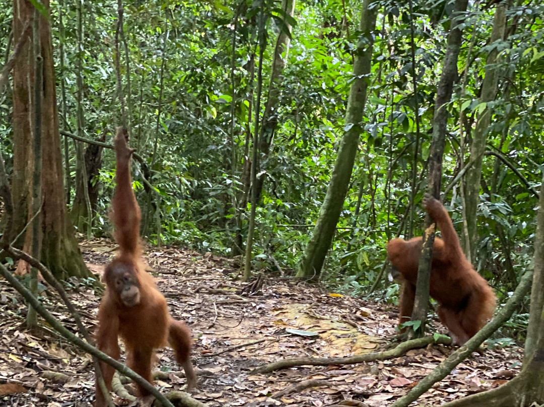 Bukit Lawang Jungle-武吉拉旺必去景点